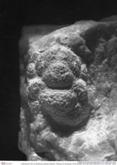 Historisches Foto von Bullariscus patruliusi (Robins, Feldmann & Schweitzer, 2013) (NHMW-AFW-GEO-BACHMAYER-FOTO-1990-0041-3524)